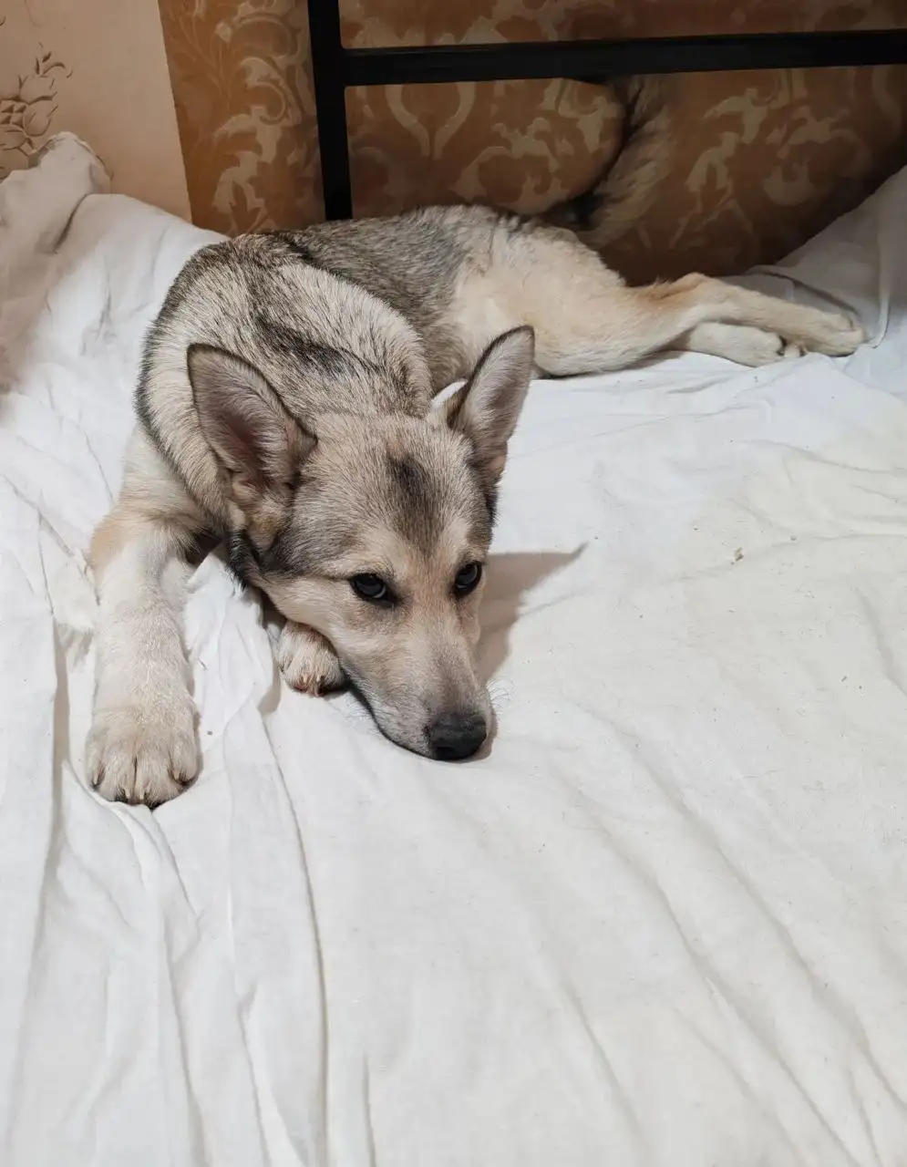 Щенок ищет дом - Собаки (Животные) в Балашиха