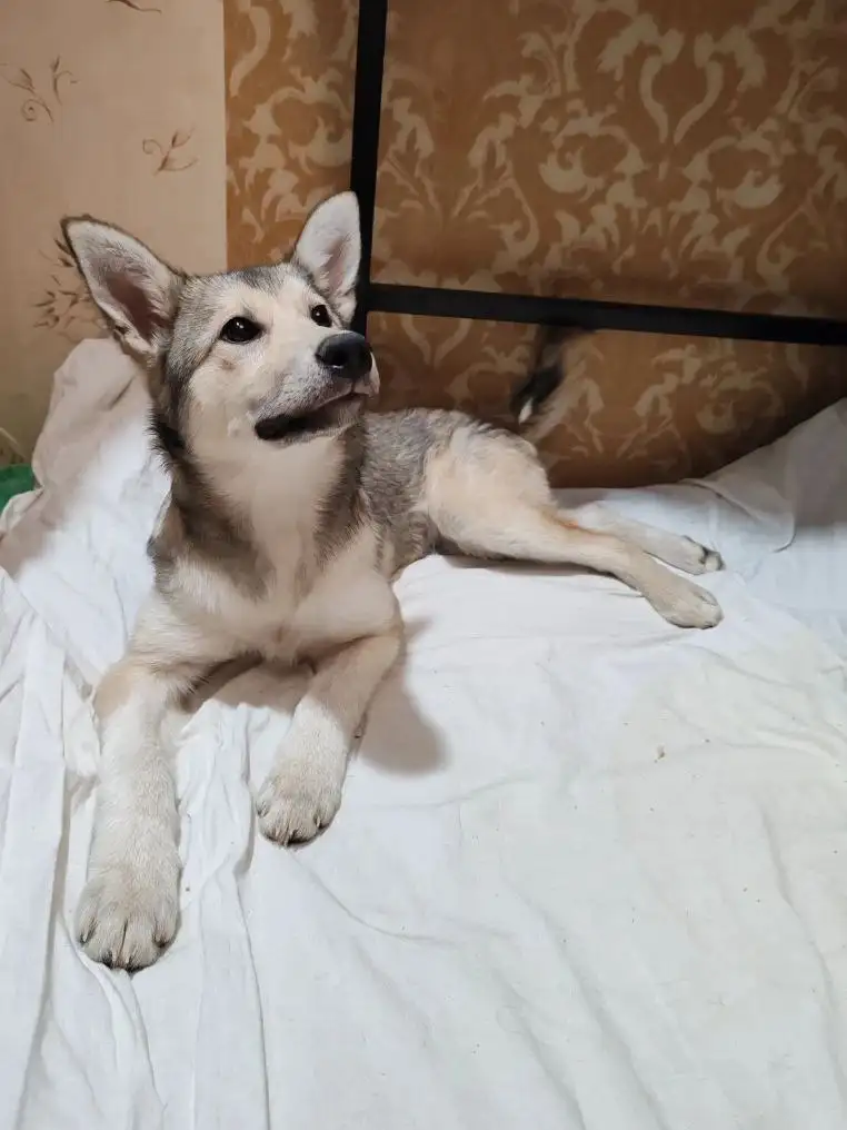 Щенок ищет дом - Собаки (Животные) в Балашиха