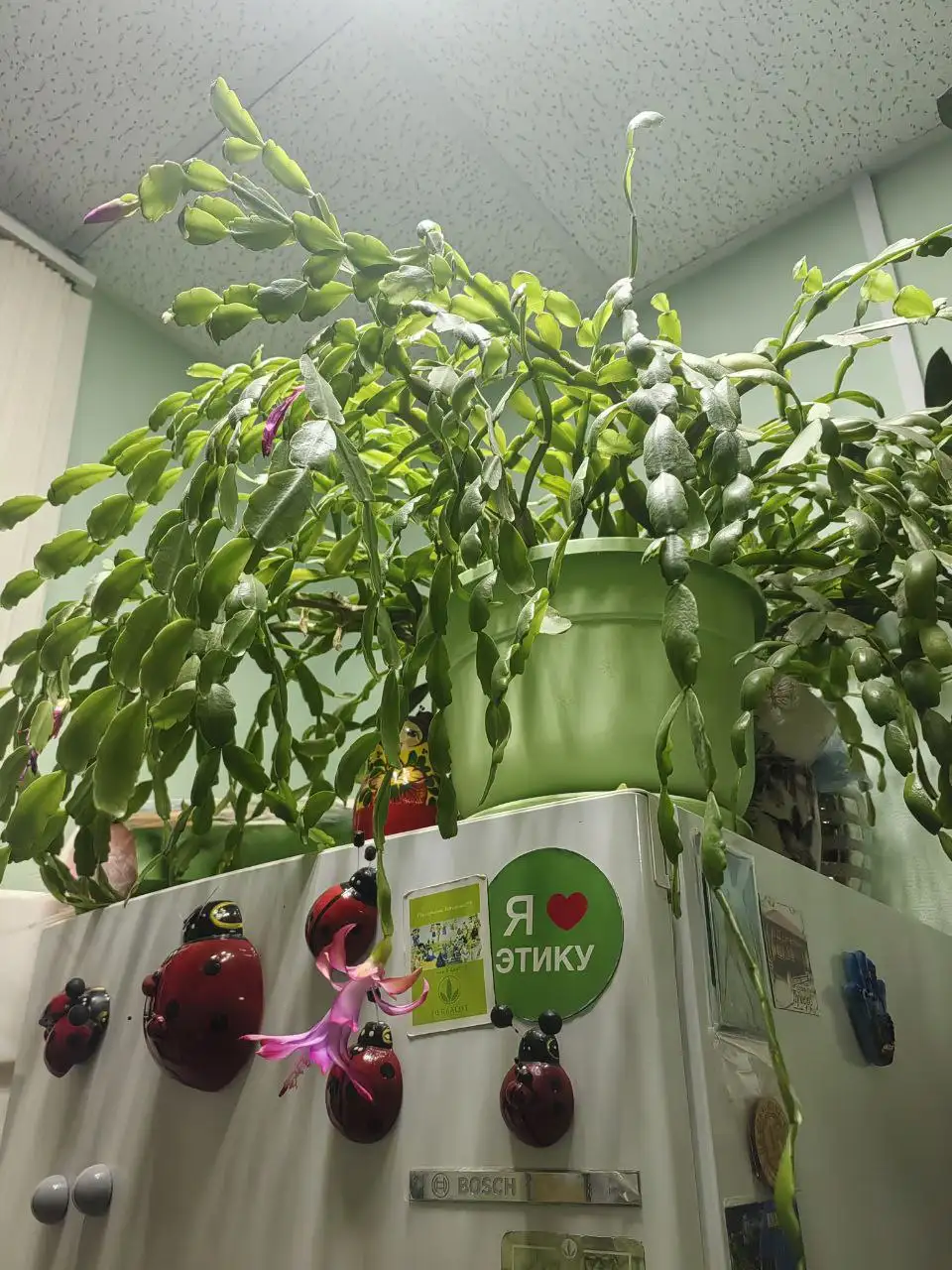 Денежное дерево, Долларовое дерево и Декабристы - Комнатные растения (Хобби и отдых) в Балашиха