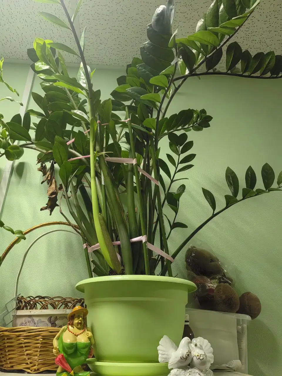 Денежное дерево, Долларовое дерево и Декабристы - Комнатные растения (Хобби и отдых) в Балашиха