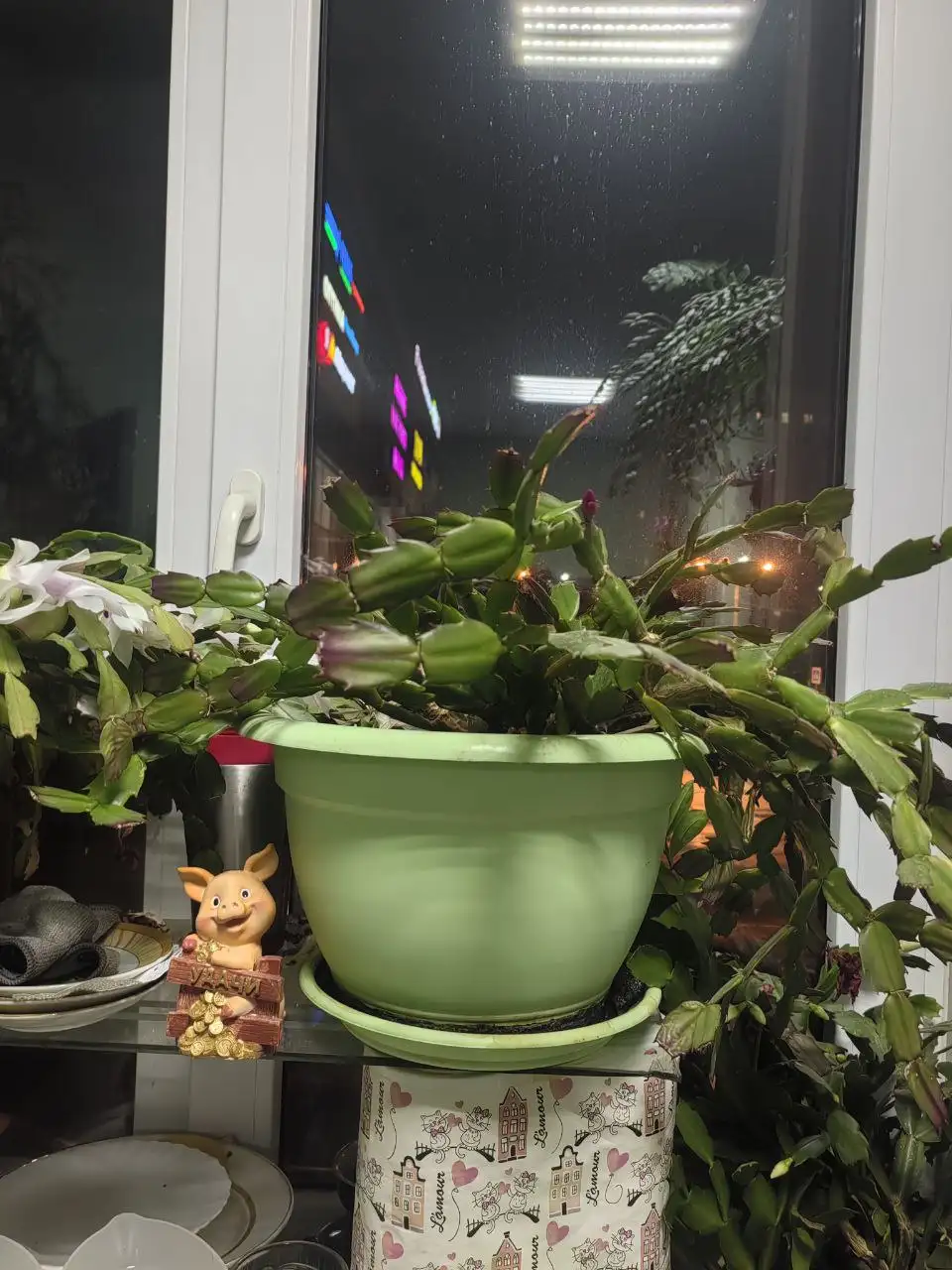 Денежное дерево, Долларовое дерево и Декабристы - Комнатные растения (Хобби и отдых) в Балашиха