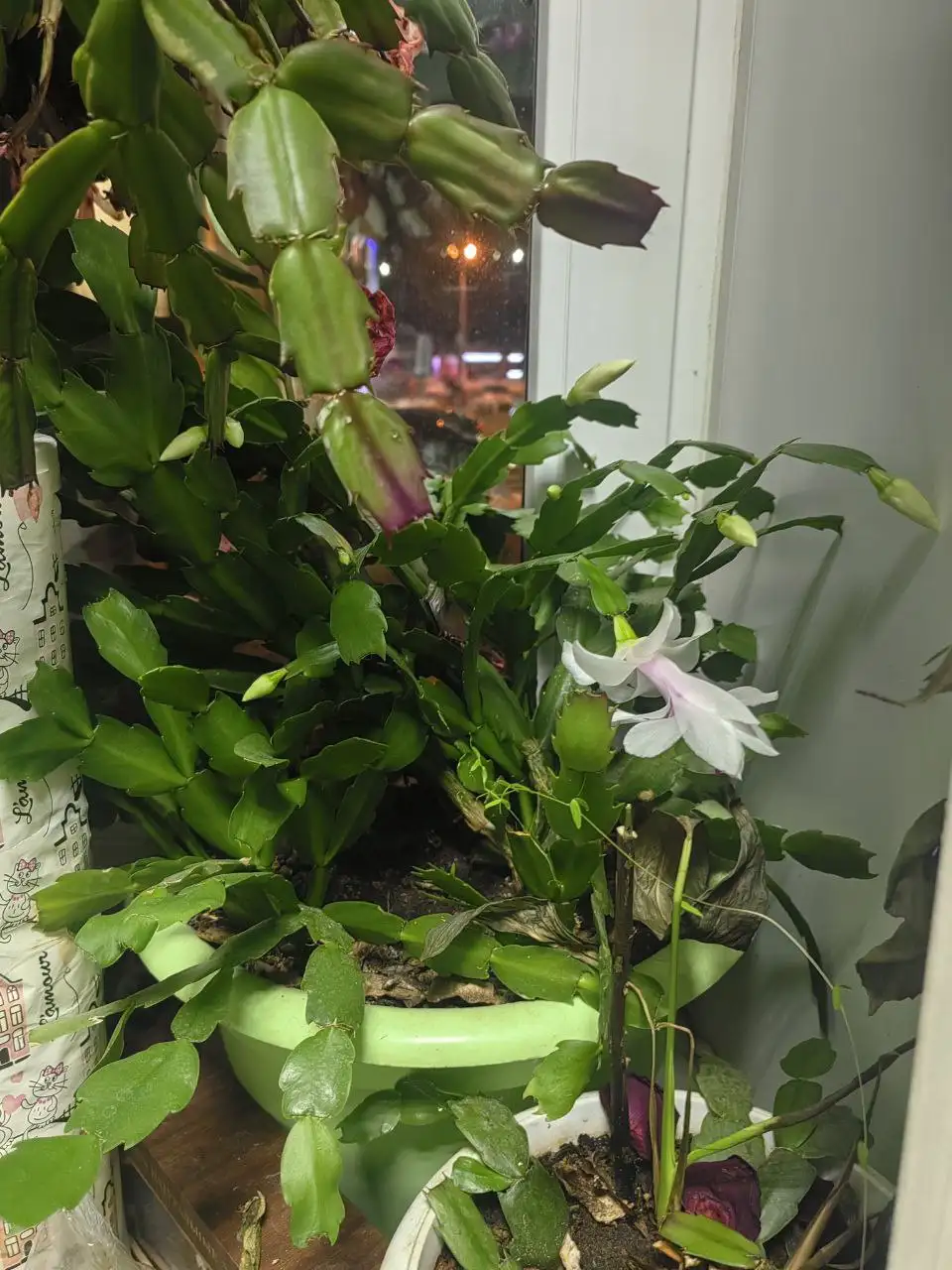 Денежное дерево, Долларовое дерево и Декабристы - Комнатные растения (Хобби и отдых) в Балашиха