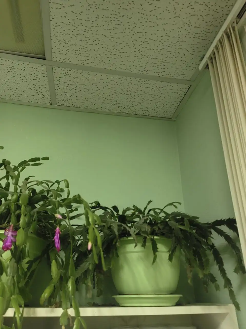 Денежное дерево, Долларовое дерево и Декабристы - Комнатные растения (Хобби и отдых) в Балашиха