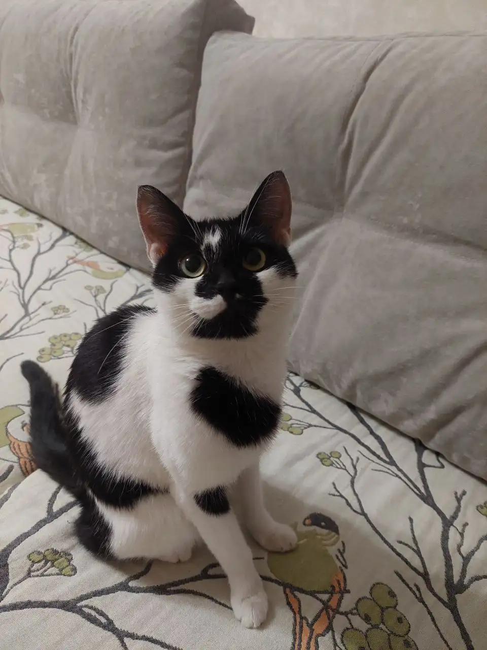 Найдена кошечка в Балашихе - Кошки (Животные) в Балашиха