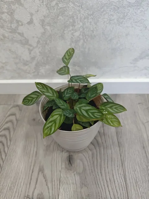 Цветы в горшках: суккуленты и калатея - Коллекционирование в Балашиха