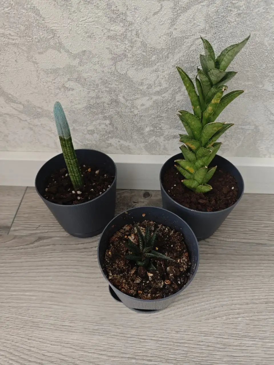 Цветы в горшках: суккуленты и калатея - Растения (Хобби и отдых) в Балашиха