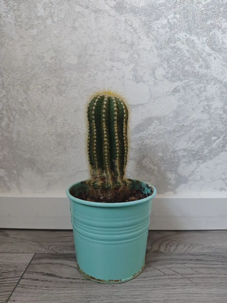 Цветы в горшках: суккуленты и калатея - Растения (Хобби и отдых) в Балашиха