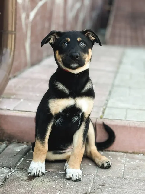 Щенок для дома в добрые руки - Животные в Балашиха