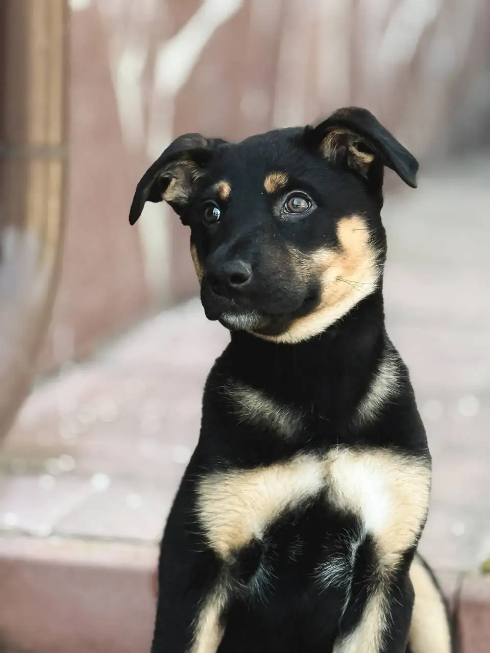 Щенок для дома в добрые руки - Собаки (Животные) в Балашиха