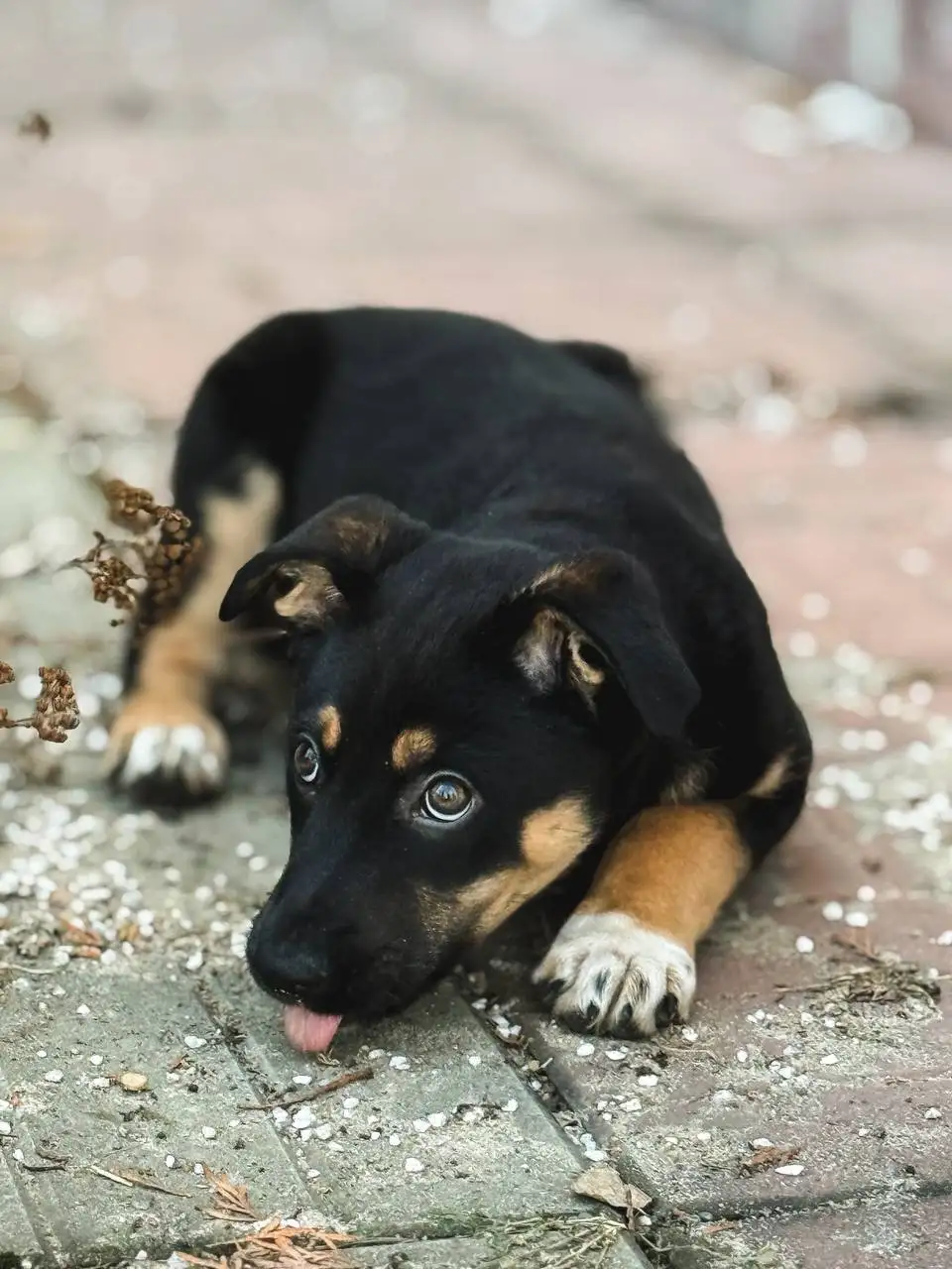 Щенок для дома в добрые руки - Собаки (Животные) в Балашиха