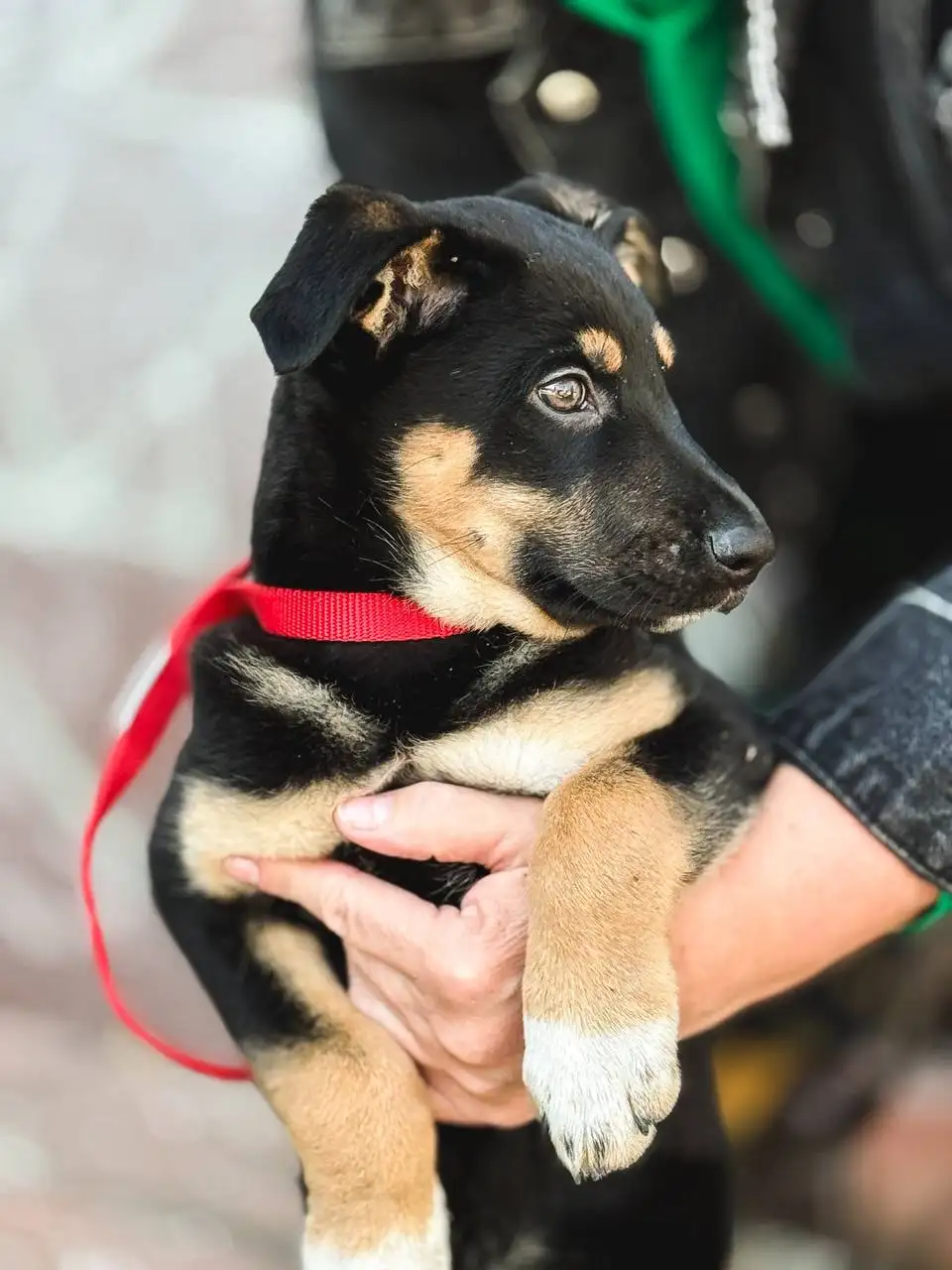 Щенок для дома в добрые руки - Собаки (Животные) в Балашиха