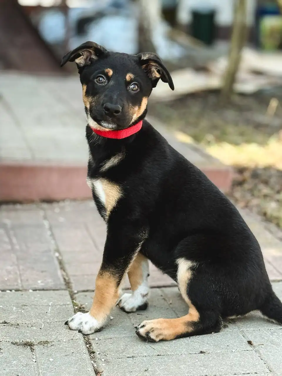 Щенок для дома в добрые руки - Собаки (Животные) в Балашиха
