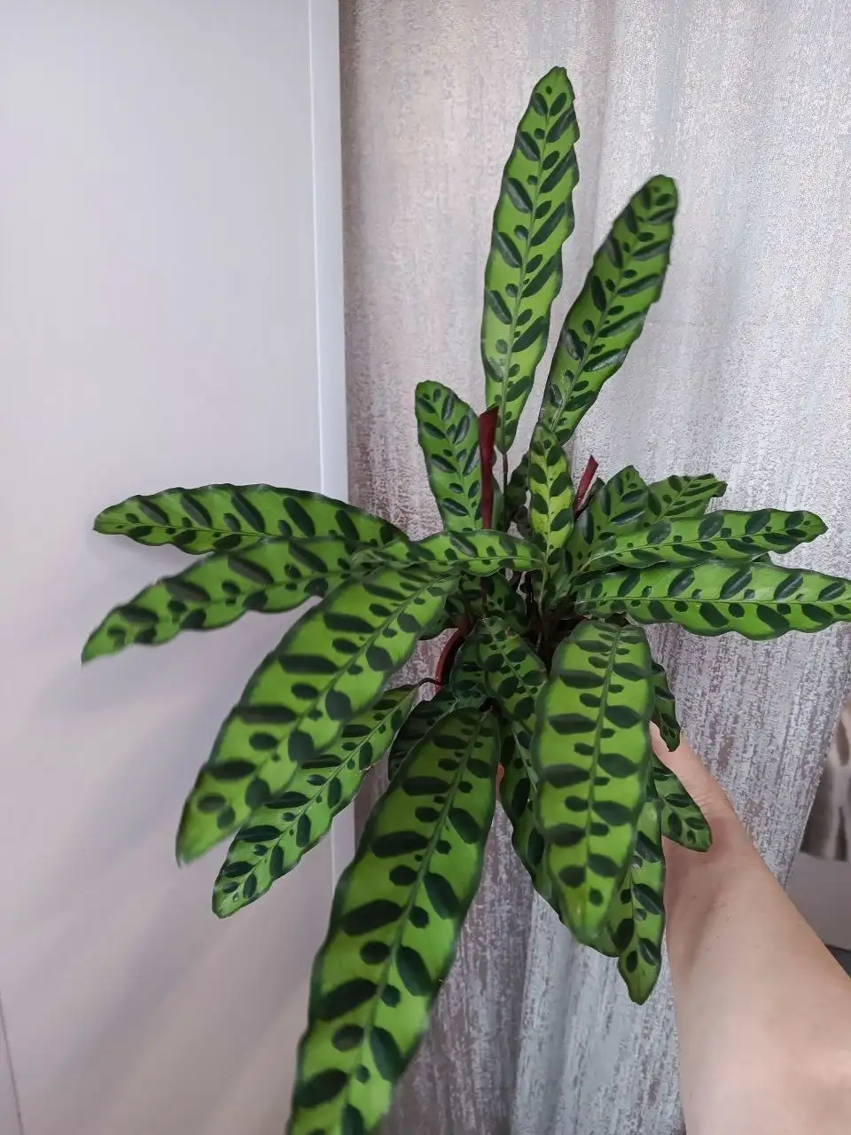 Продажа домашних растений - Растения (Для дома и дачи) в Железнодорожный