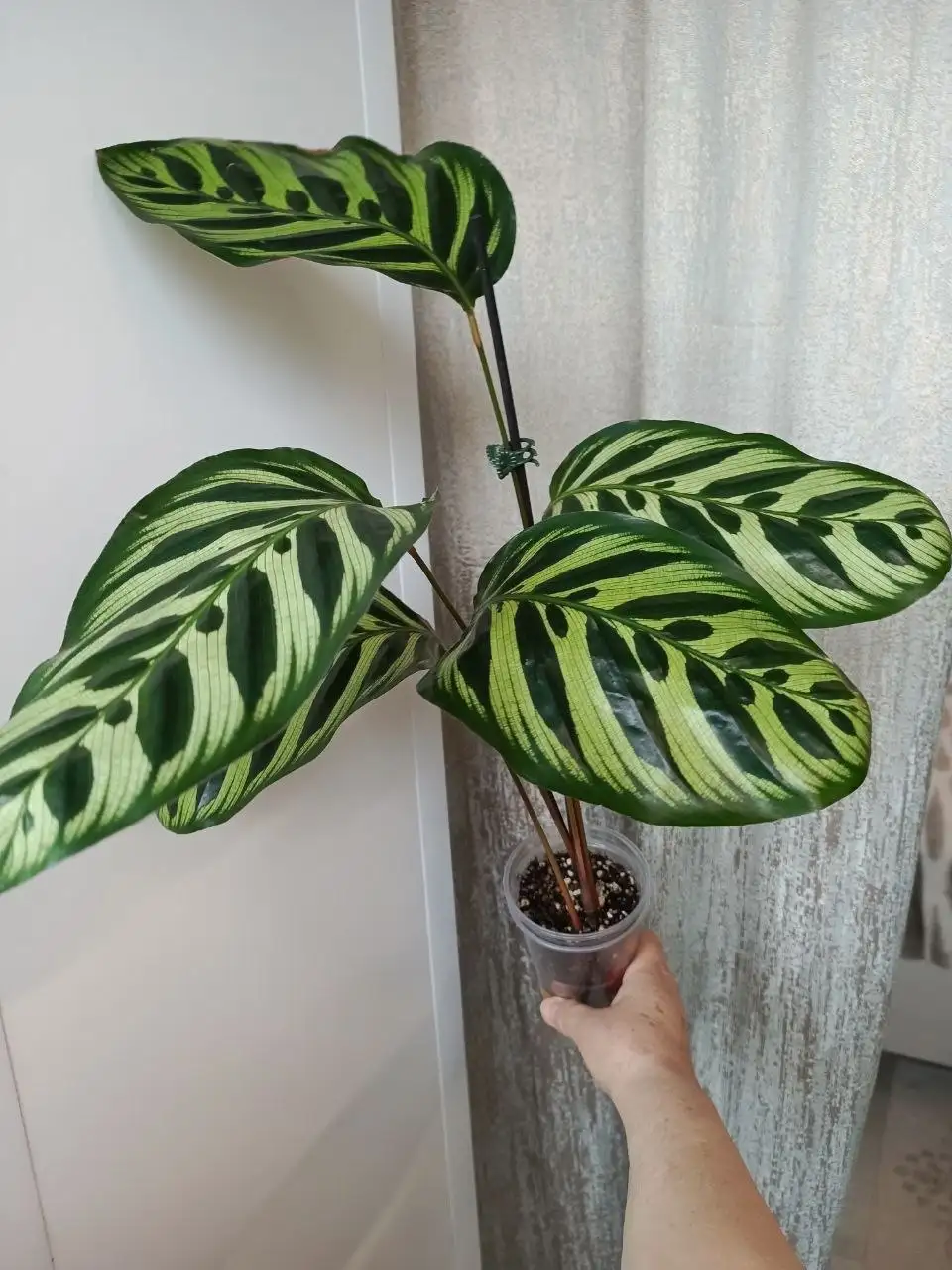 Продажа домашних растений - Растения (Для дома и дачи) в Железнодорожный