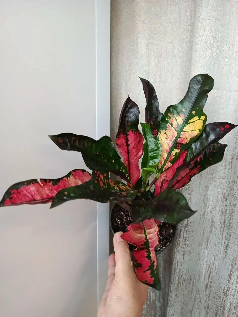 Продажа домашних растений - Растения (Для дома и дачи) в Железнодорожный