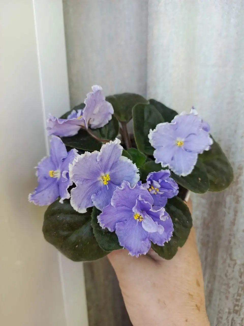 Продажа домашних растений - Растения (Для дома и дачи) в Железнодорожный