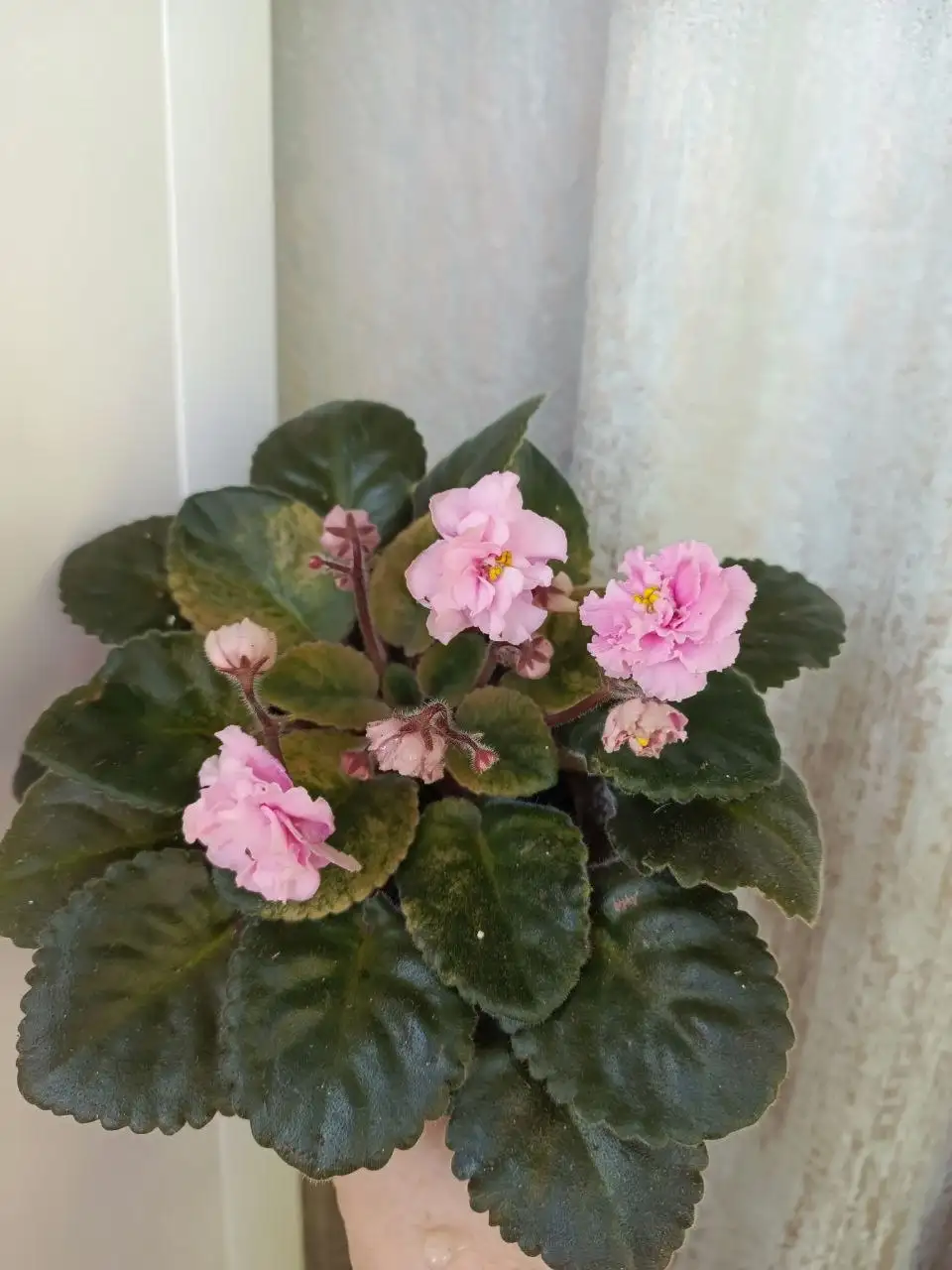 Продажа домашних растений - Растения (Для дома и дачи) в Железнодорожный