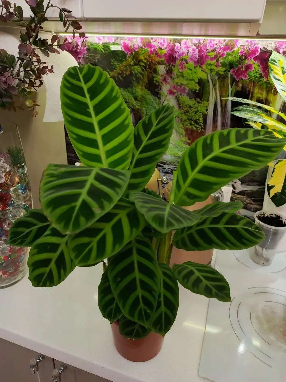 Продажа домашних растений - Растения (Для дома и дачи) в Железнодорожный