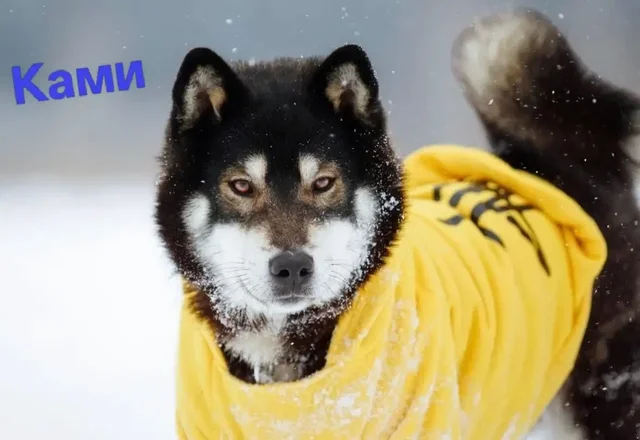 Поиск любящих семей для подопечных фонда помощи сиба-ину - Экзотические животные в Балашиха