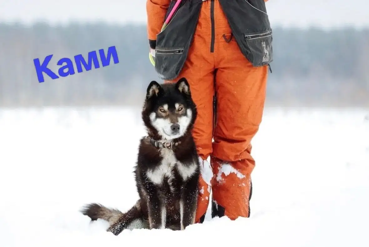 Поиск любящих семей для подопечных фонда помощи сиба-ину - Собаки (Животные) в Балашиха