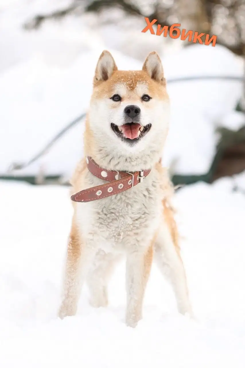 Поиск любящих семей для подопечных фонда помощи сиба-ину - Собаки (Животные) в Балашиха