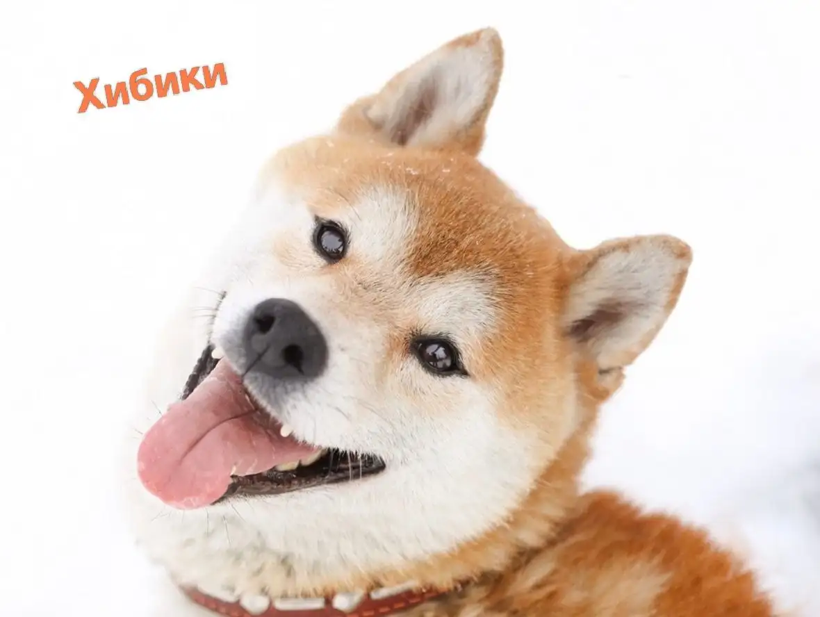 Поиск любящих семей для подопечных фонда помощи сиба-ину - Собаки (Животные) в Балашиха