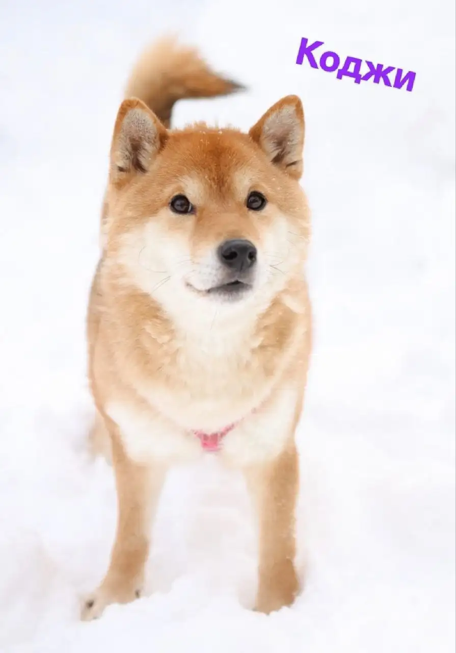 Поиск любящих семей для подопечных фонда помощи сиба-ину - Собаки (Животные) в Балашиха