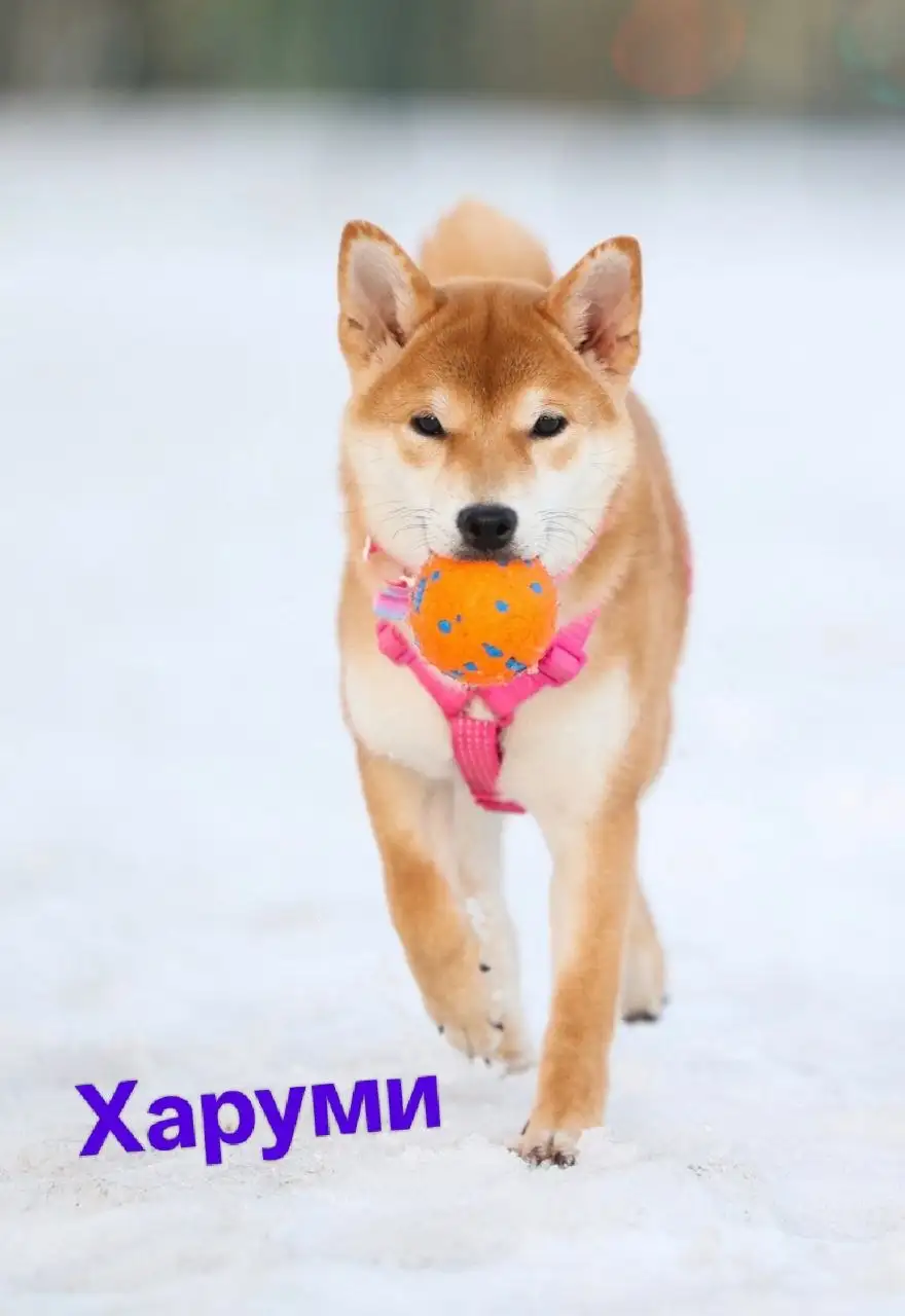 Поиск любящих семей для подопечных фонда помощи сиба-ину - Собаки (Животные) в Балашиха