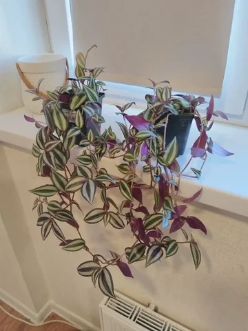 Традесканция в Железнодорожном - Ролики в Железнодорожный