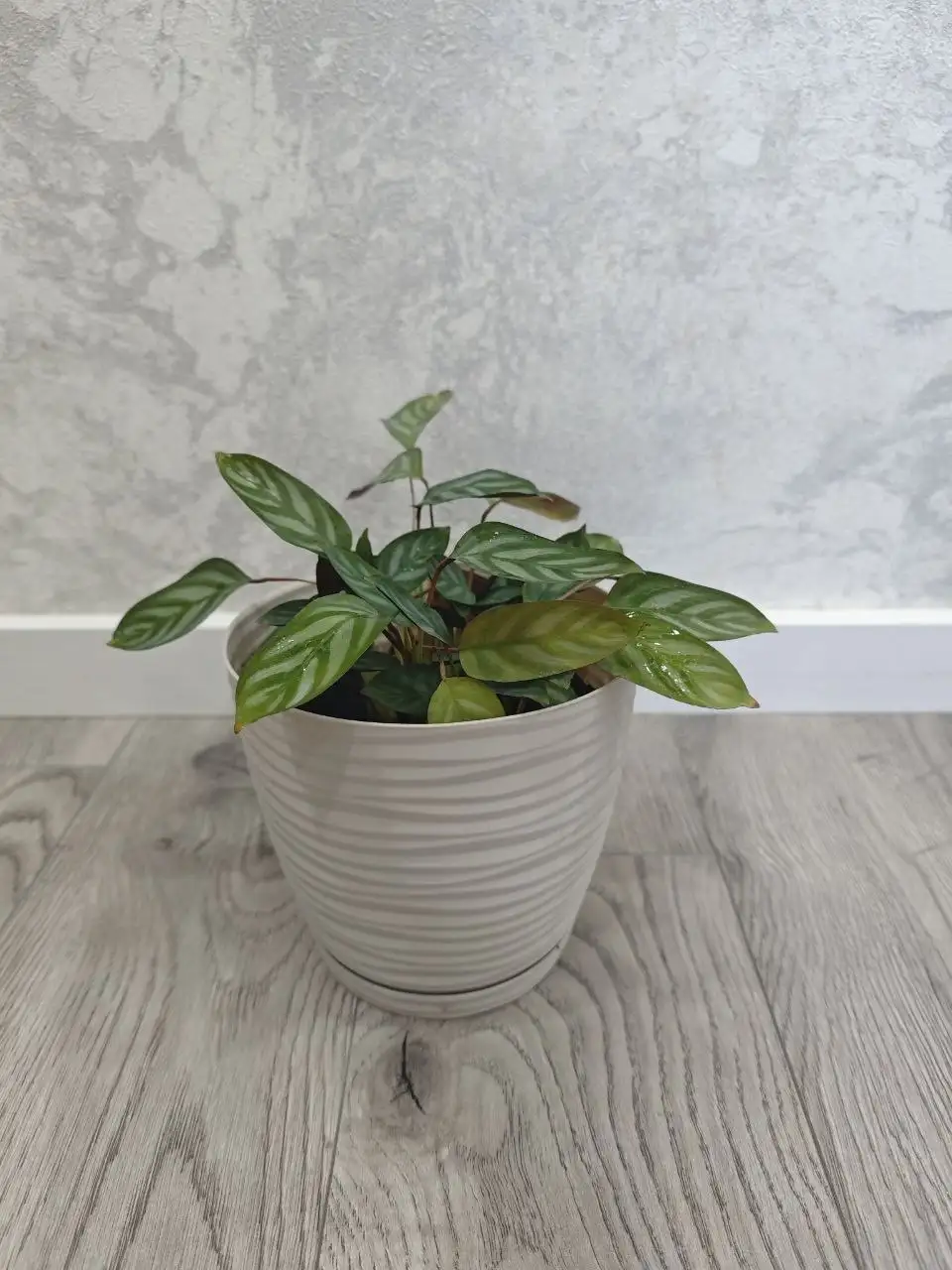 Продажа цветов с горшками - Растения (Хобби и отдых) в Балашиха