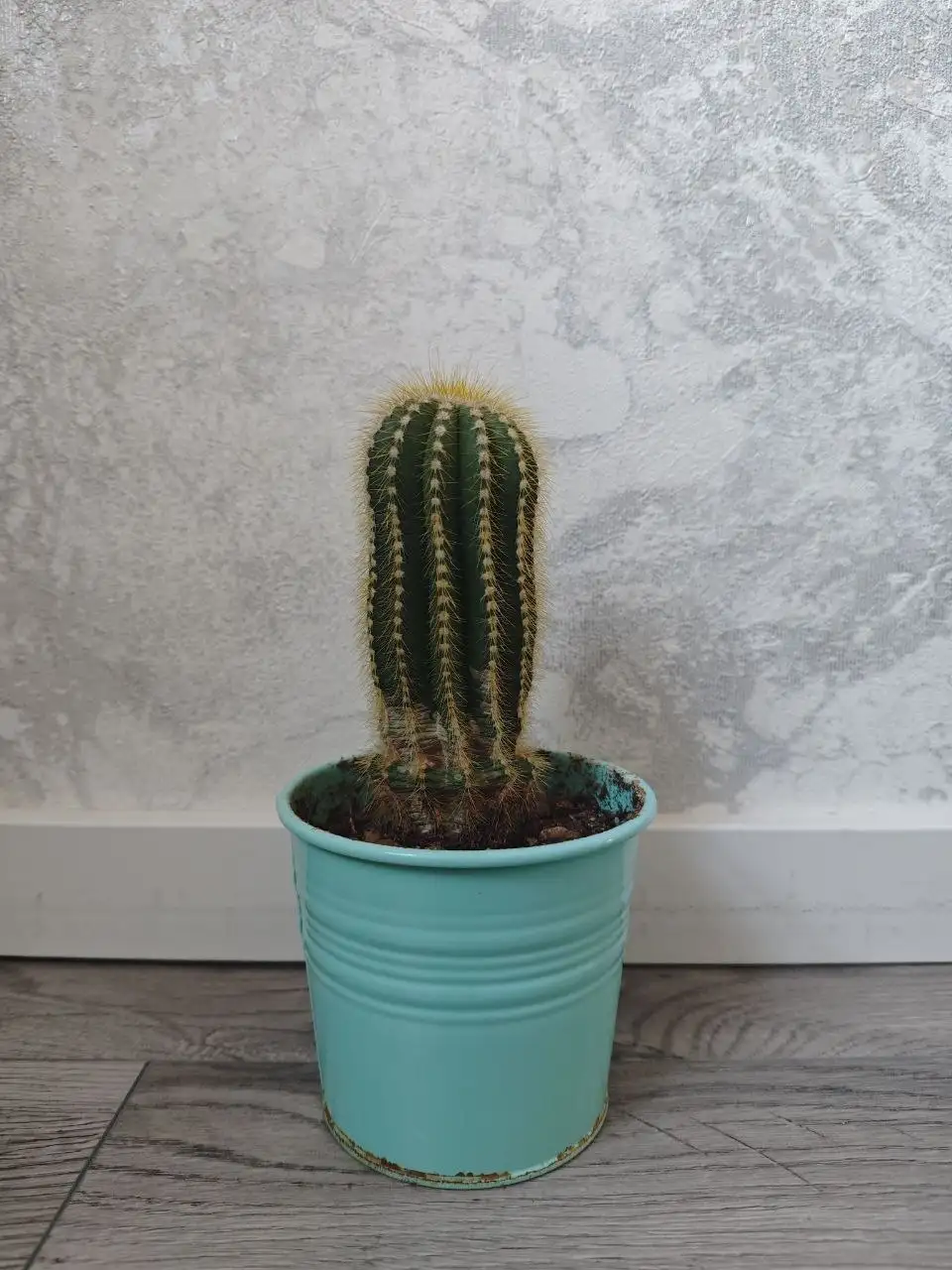 Продажа цветов с горшками - Растения (Хобби и отдых) в Балашиха