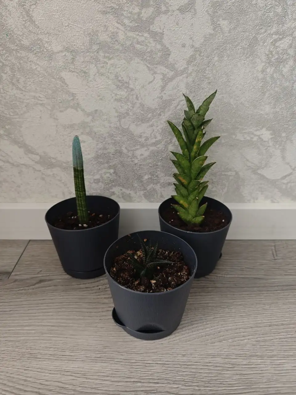 Продажа цветов с горшками - Растения (Хобби и отдых) в Балашиха