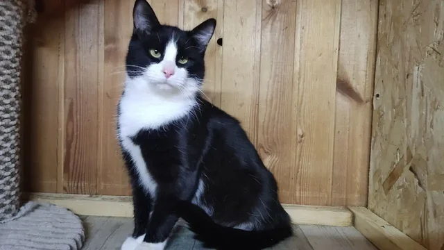 Ищу дом для кота Зевса - Аквариумные рыбы в Балашиха