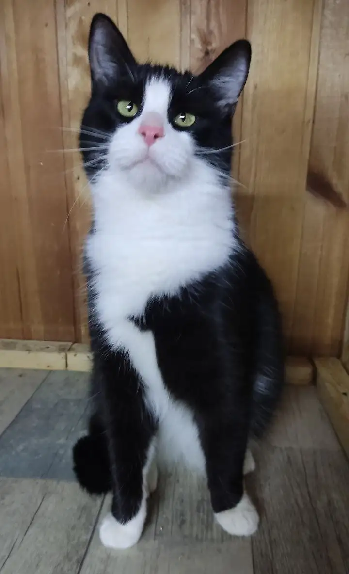 Ищу дом для кота Зевса - Кошки (Животные) в Балашиха