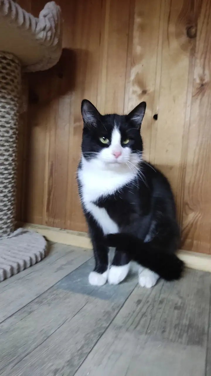 Ищу дом для кота Зевса - Кошки (Животные) в Балашиха