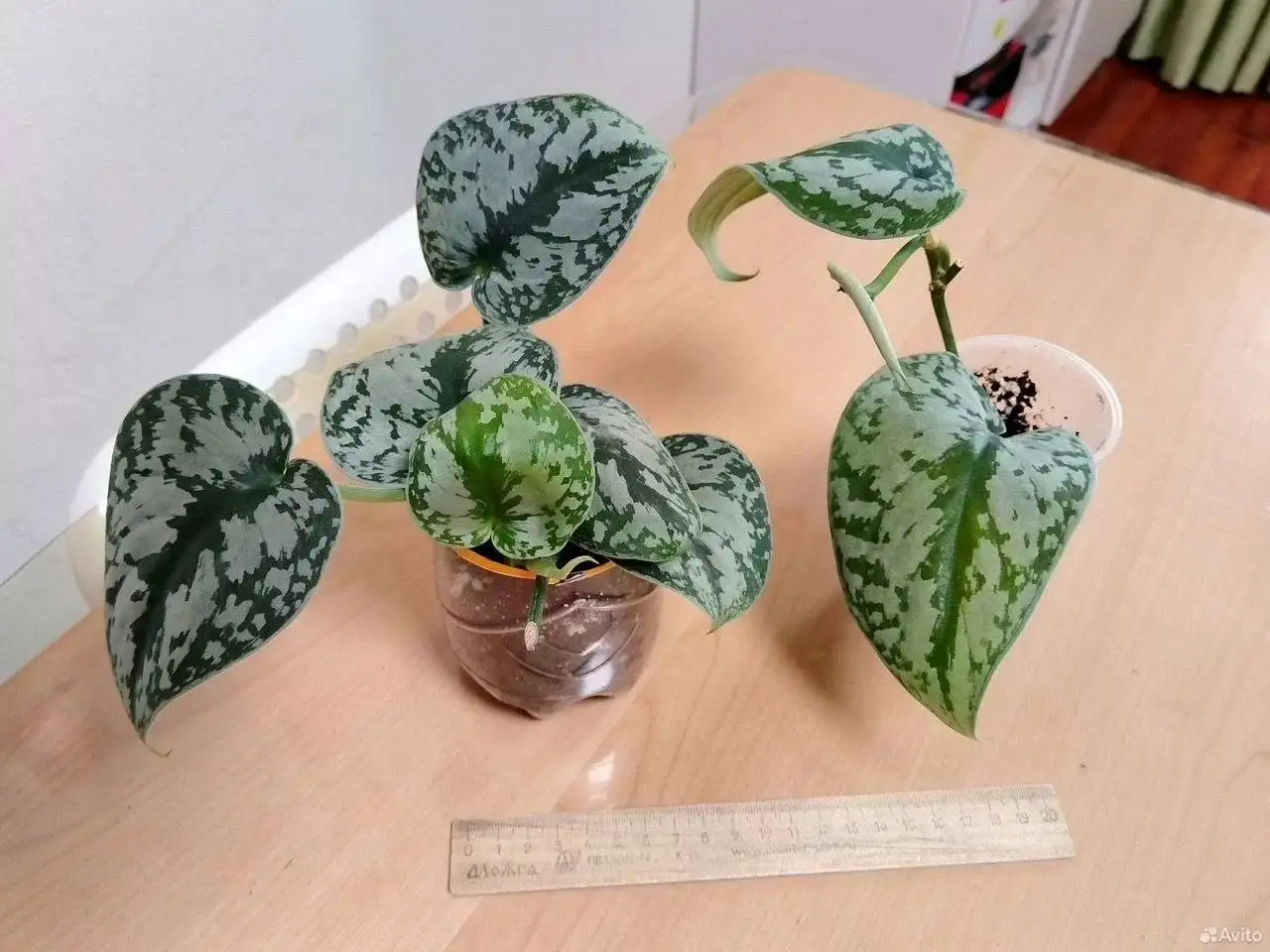 Укоренённые черенки лиан для фитостены - Растения (Хобби и отдых) в Железнодорожный