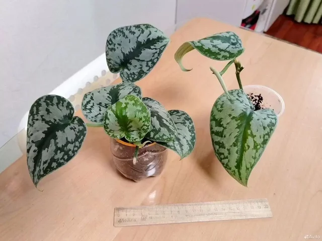 Укоренённые черенки лиан для фитостены - частное объявление в Железнодорожный