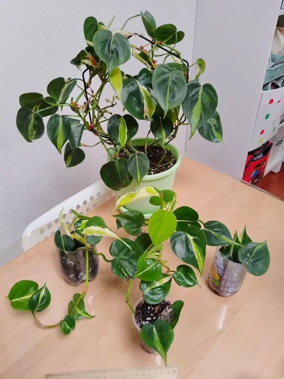 Укоренённые черенки лиан для фитостены - Растения (Хобби и отдых) в Железнодорожный