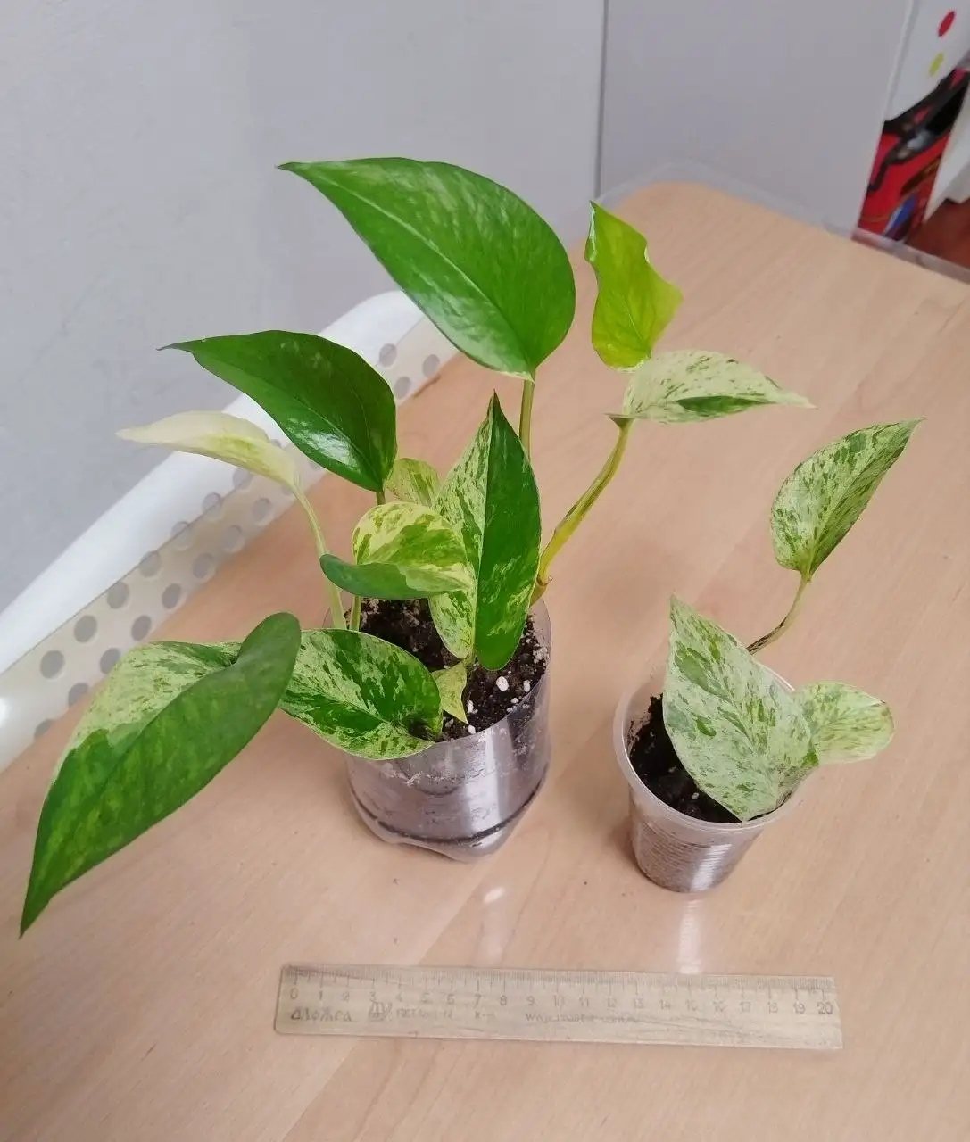 Укоренённые черенки лиан для фитостены - Растения (Хобби и отдых) в Железнодорожный