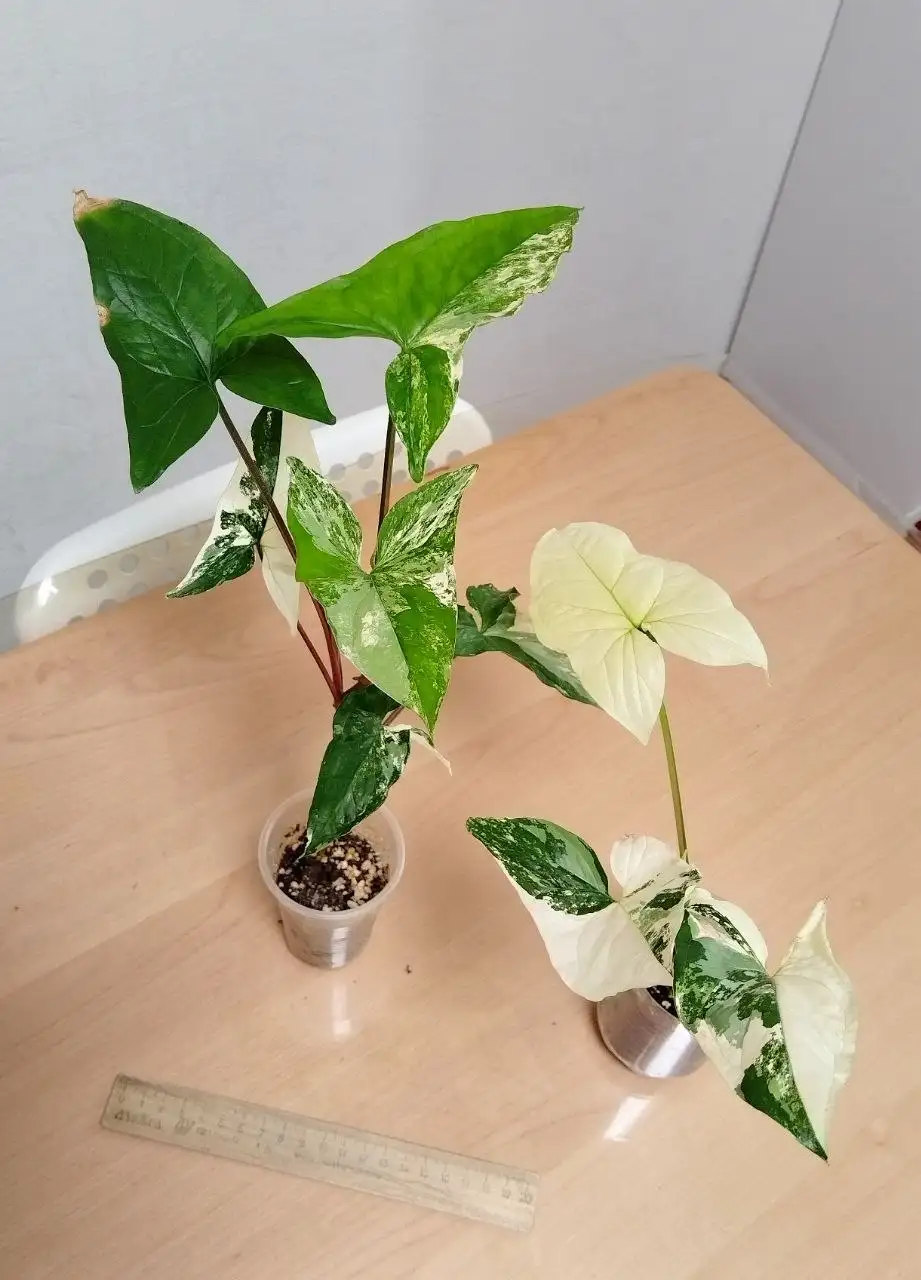 Укоренённые черенки лиан для фитостены - Растения (Хобби и отдых) в Железнодорожный