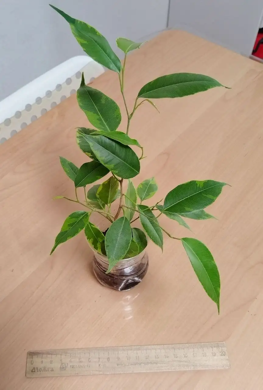 Укоренённые черенки лиан для фитостены - Растения (Хобби и отдых) в Железнодорожный