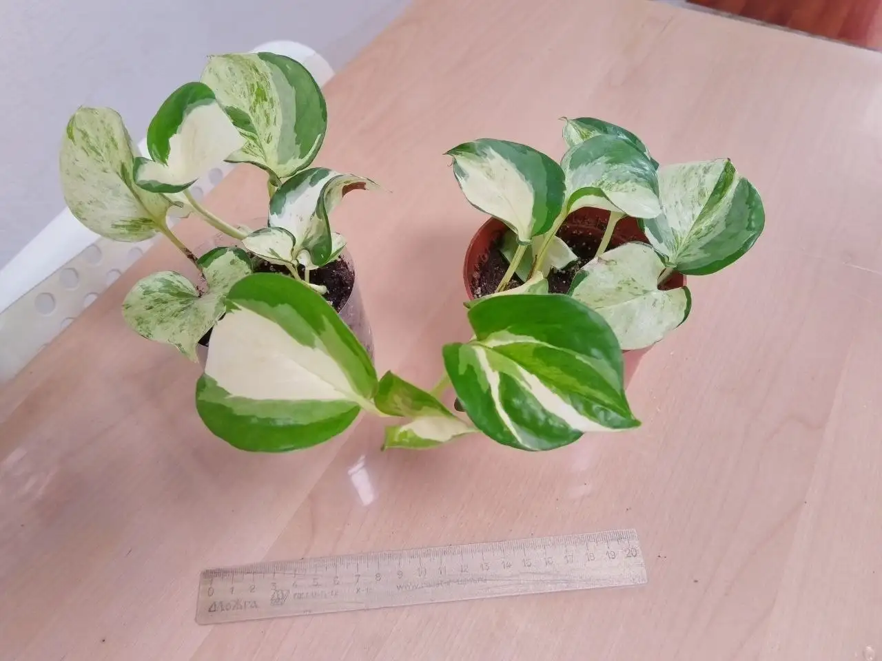 Укоренённые черенки лиан для фитостены - Растения (Хобби и отдых) в Железнодорожный