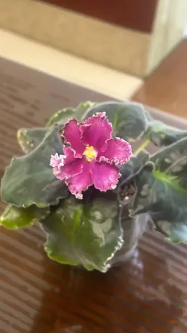 Фиалка сортовая ПТ Каталея - стартер с первым цветением - Сувениры в Балашиха