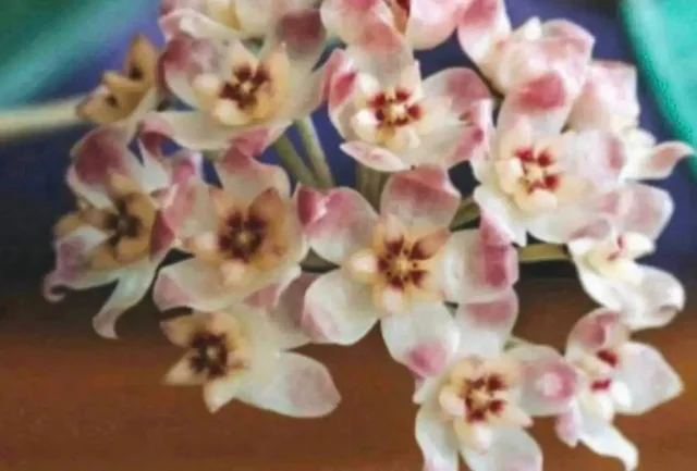 Хойя AH 074 ампельный сорт с серебряной заливкой листьев - Сувениры в Балашиха