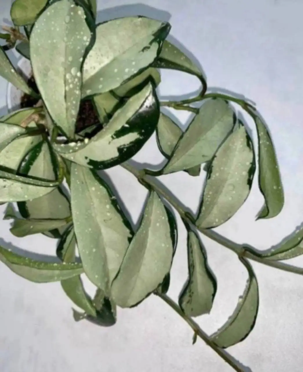 Хойя AH 074 ампельный сорт с серебряной заливкой листьев - Растения (Хобби и отдых) в Балашиха