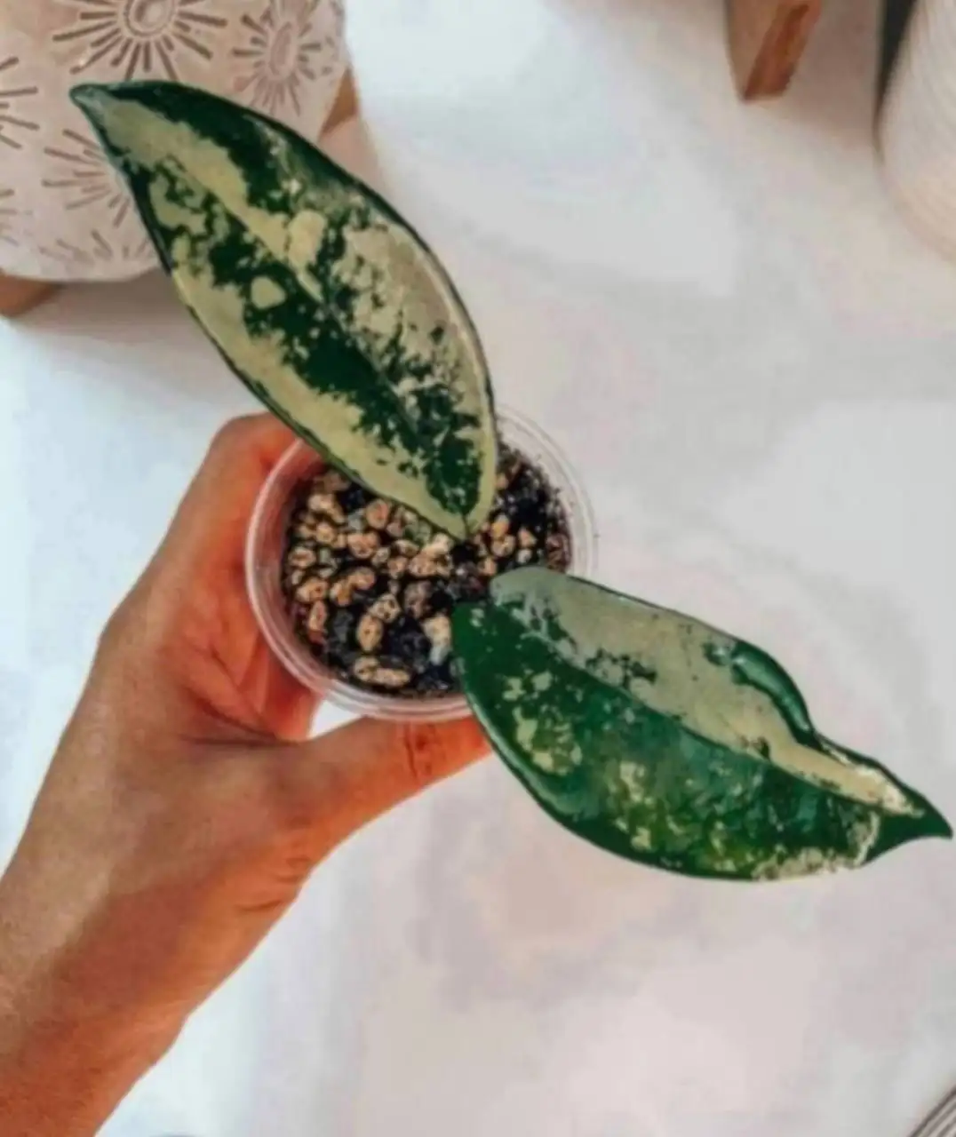 Хойя AH 074 ампельный сорт с серебряной заливкой листьев - Растения (Хобби и отдых) в Балашиха