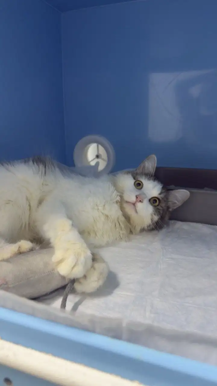 Ищем дом для котика Фелечки - Кошки (Животные) в Балашиха