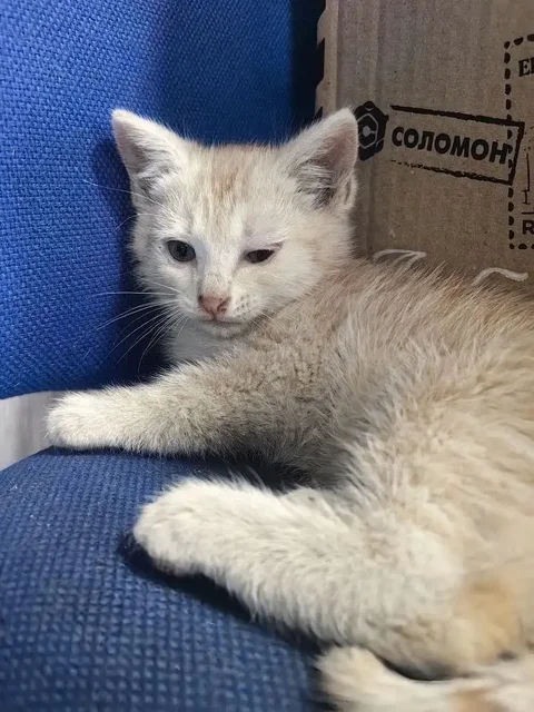 Котенок в добрые руки - частное объявление в Балашиха