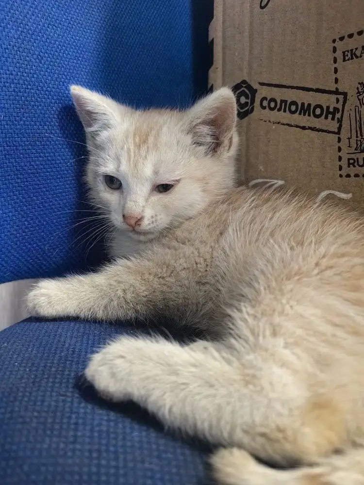 Котенок в добрые руки - Кошки (Животные) в Балашиха