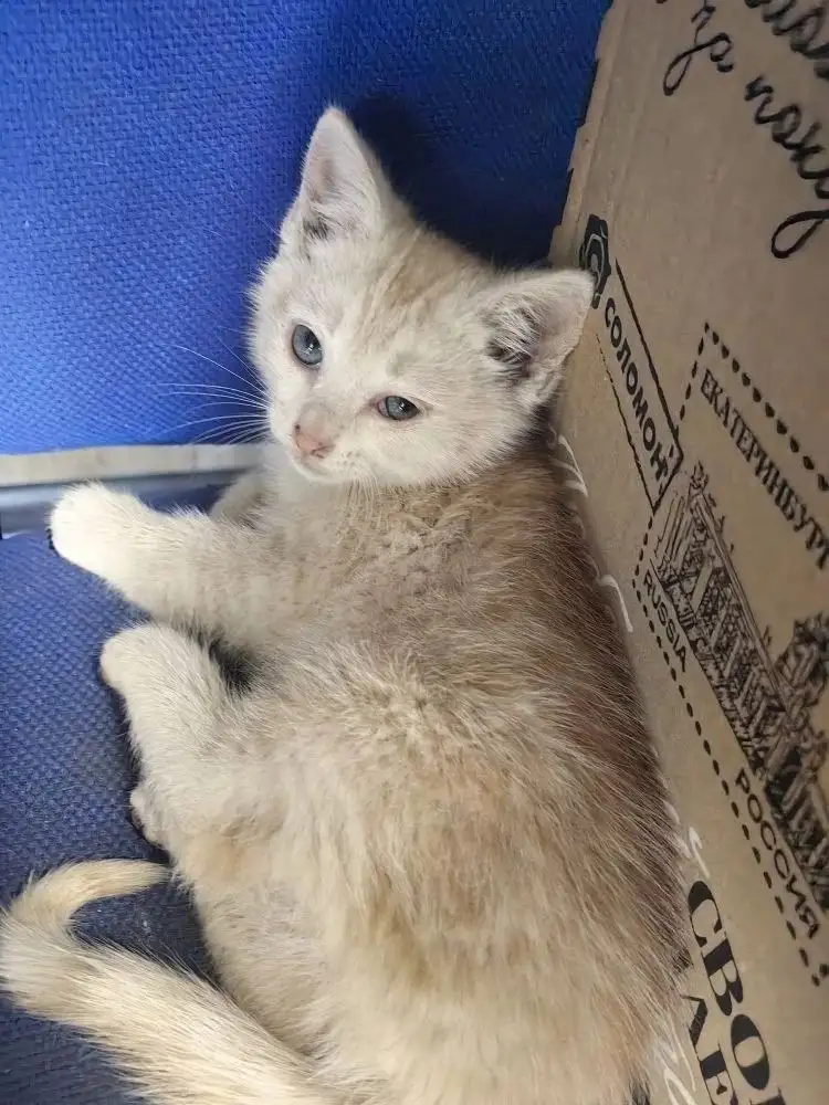 Котенок в добрые руки - Кошки (Животные) в Балашиха
